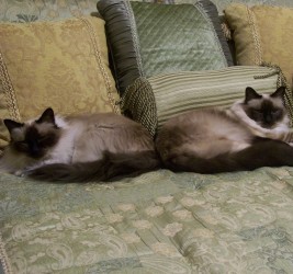 Birmans