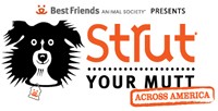 Strutt your mutt